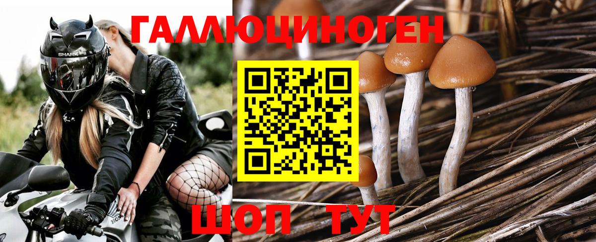 Псилоцибиновые грибы MAGIC MUSHROOMS  Галлюциногенные грибы Psilocybe  Видное  купить наркотики сайты  Вход с VPN 